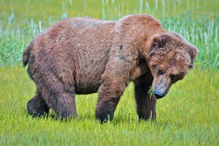 Gấu xám hoang dã Bắc Mỹ trong Khu bảo tồn - công viên quốc gia Katmai/Katmai National Park & Preserve